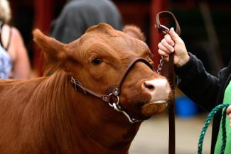Cow with a rein