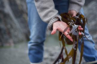 Man looking at seaweed in hands