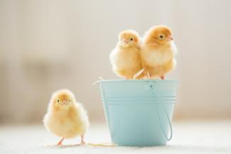 Three Easter chicks 